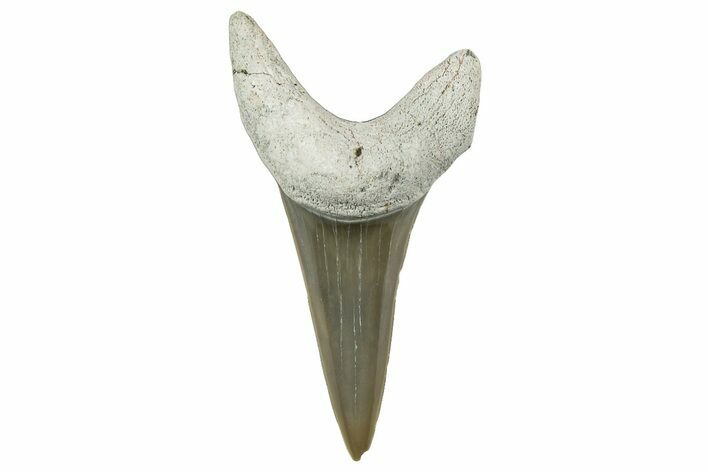 Fossil Mako Tooth - Lee Creek (Aurora), NC #300588